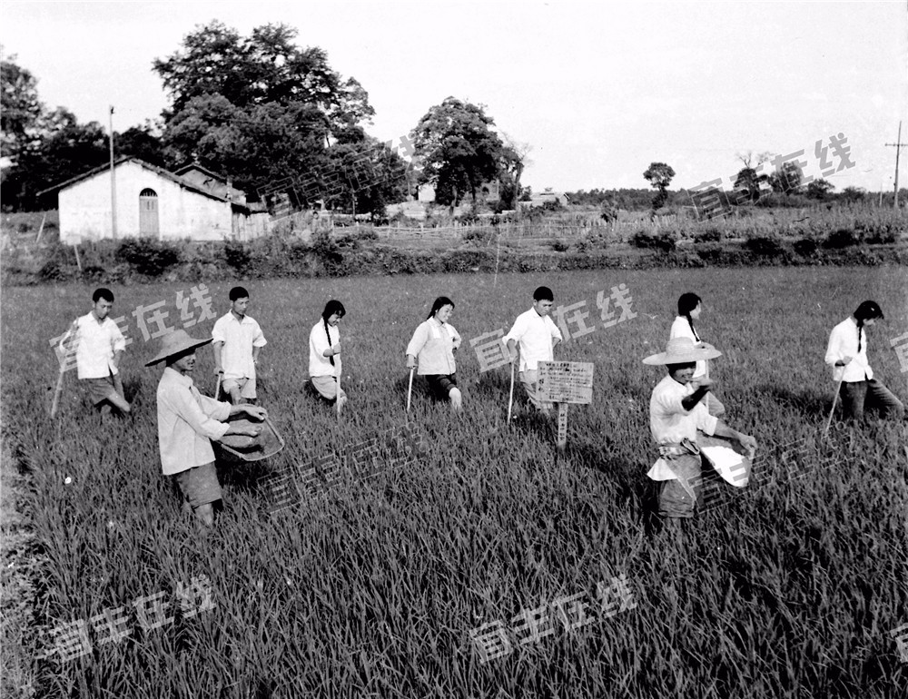 一组70年代宜丰集体农耕珍贵老照片及视频首度曝光