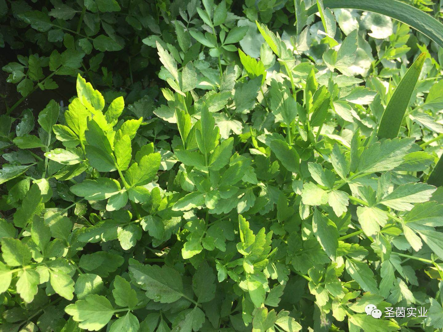 東莞唯一自產野生水芹與食用菊邂逅會有怎樣的驚喜