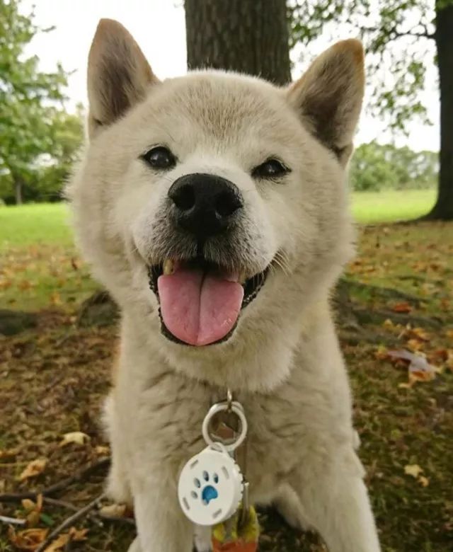 银色柴犬你见过吗这种配色有点高级了