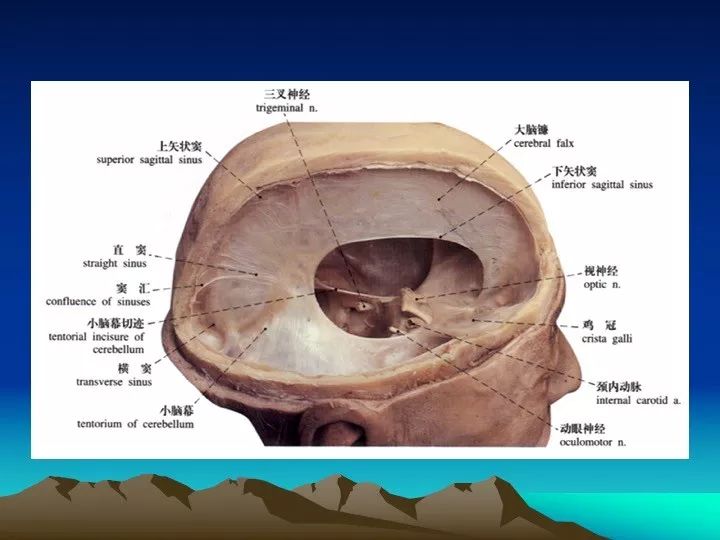 海绵窦的解剖结构图片