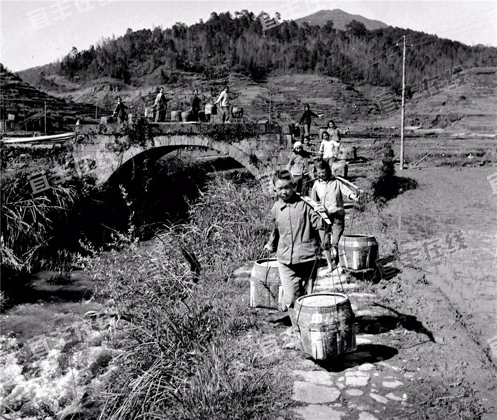 一組70年代宜豐集體農耕珍貴老照片及視頻首度曝光