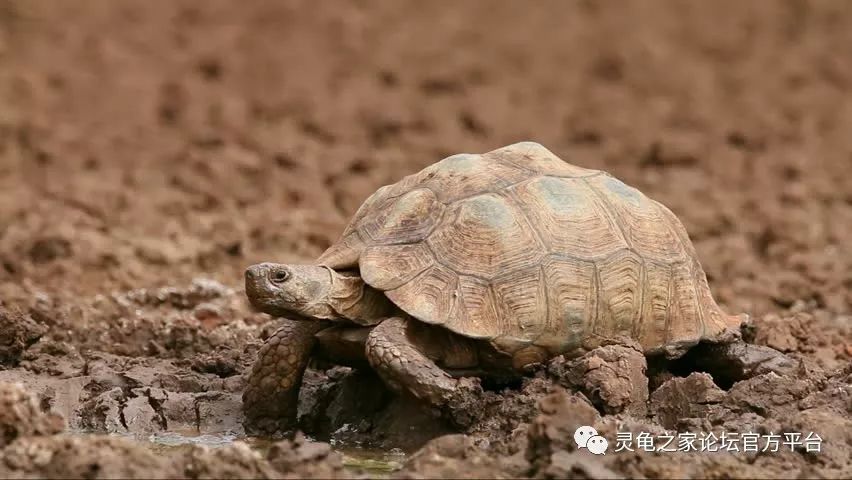 鲍尔森沙漠陆龟 墨西哥哥法地鼠龟