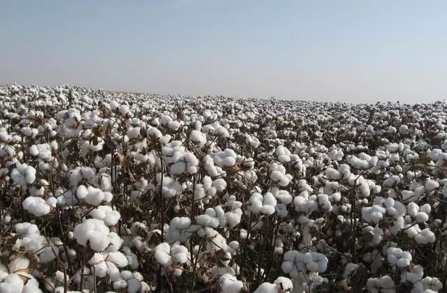 棉花價格一直下跌,2018年棉花種植的面積會減少嗎?