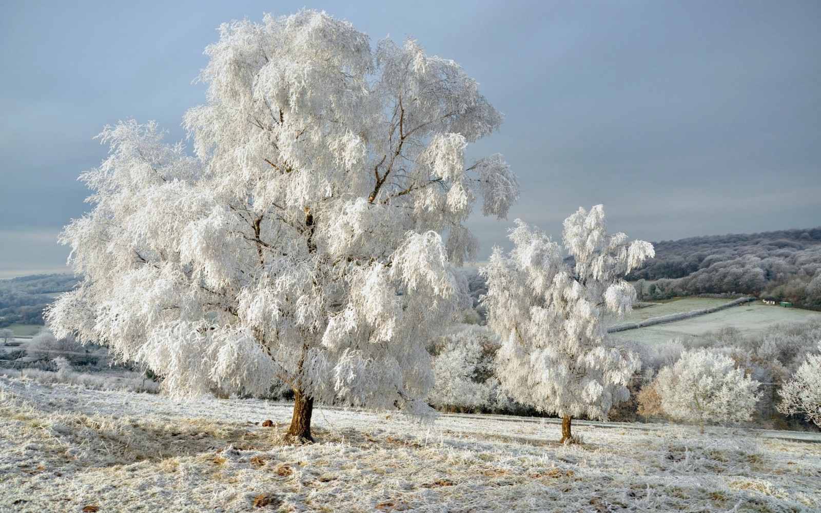 飘飘洒洒的雪花图片图片