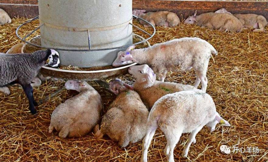 饲喂时要避免羊拥挤,尤其要防止弱羊采食不到饲料