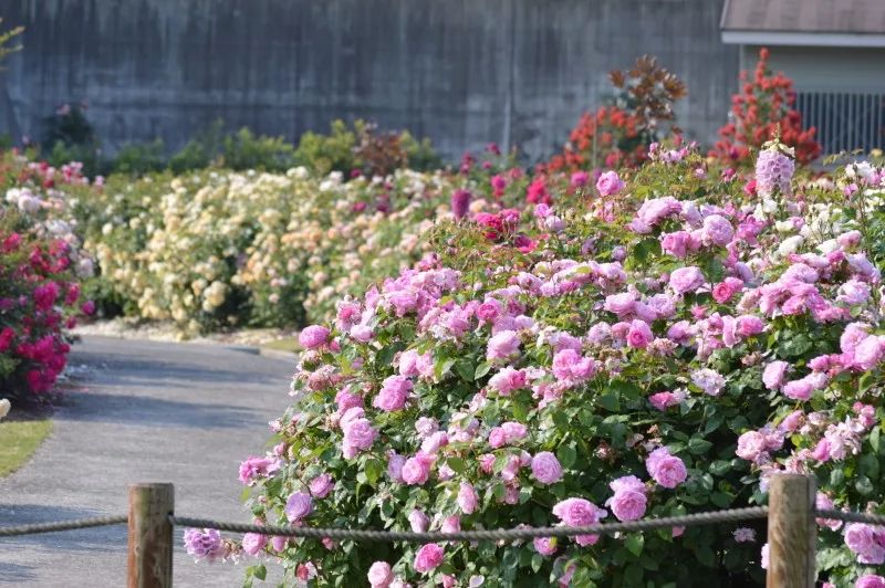 啥奥斯汀在日本也有一个月季园