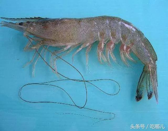 中国对虾:体长大而侧扁,甲壳薄,光滑透明,雌体青蓝色,雄体呈棕黄色