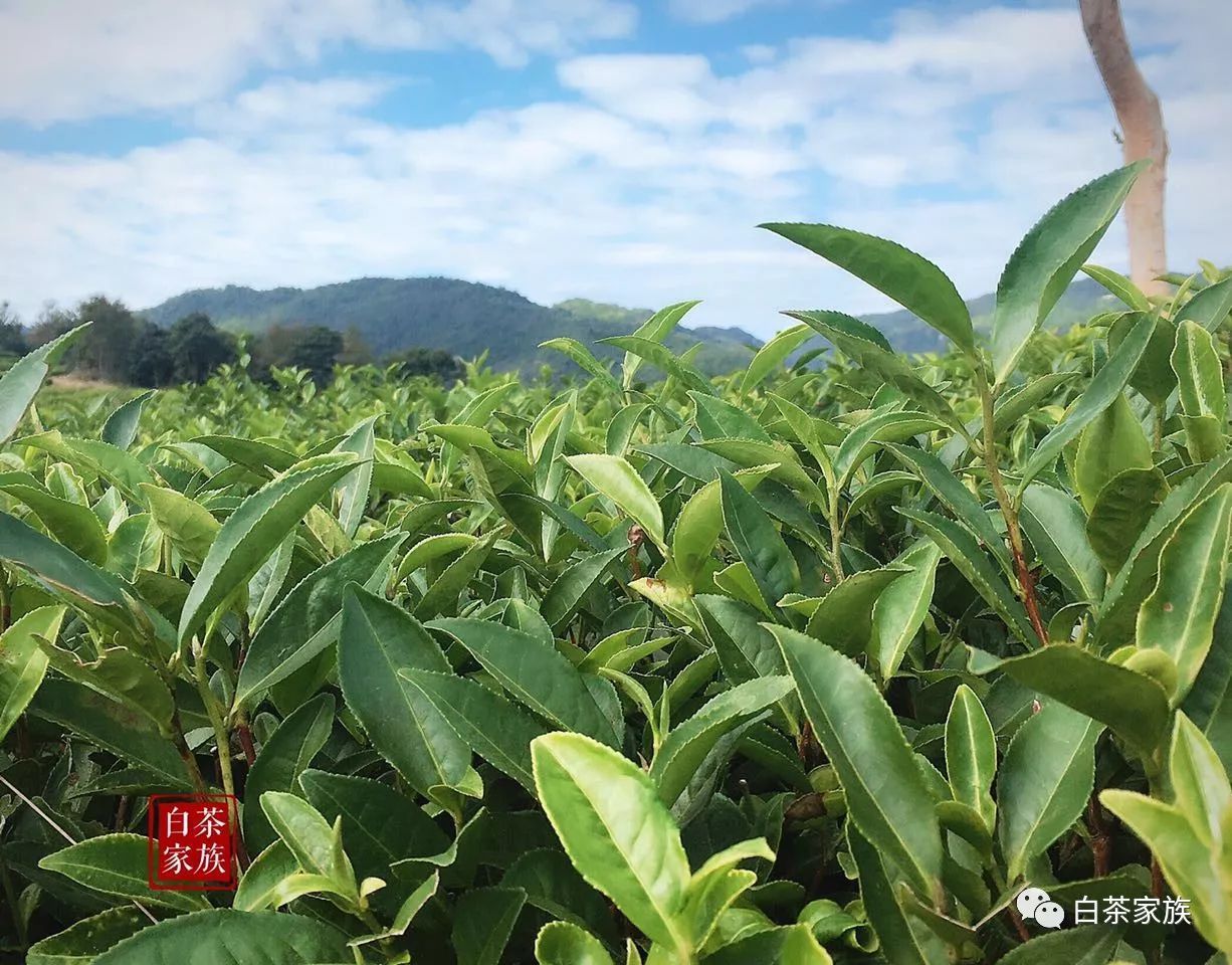 福鼎白茶冬日天藍雲白種植茶樹進行時