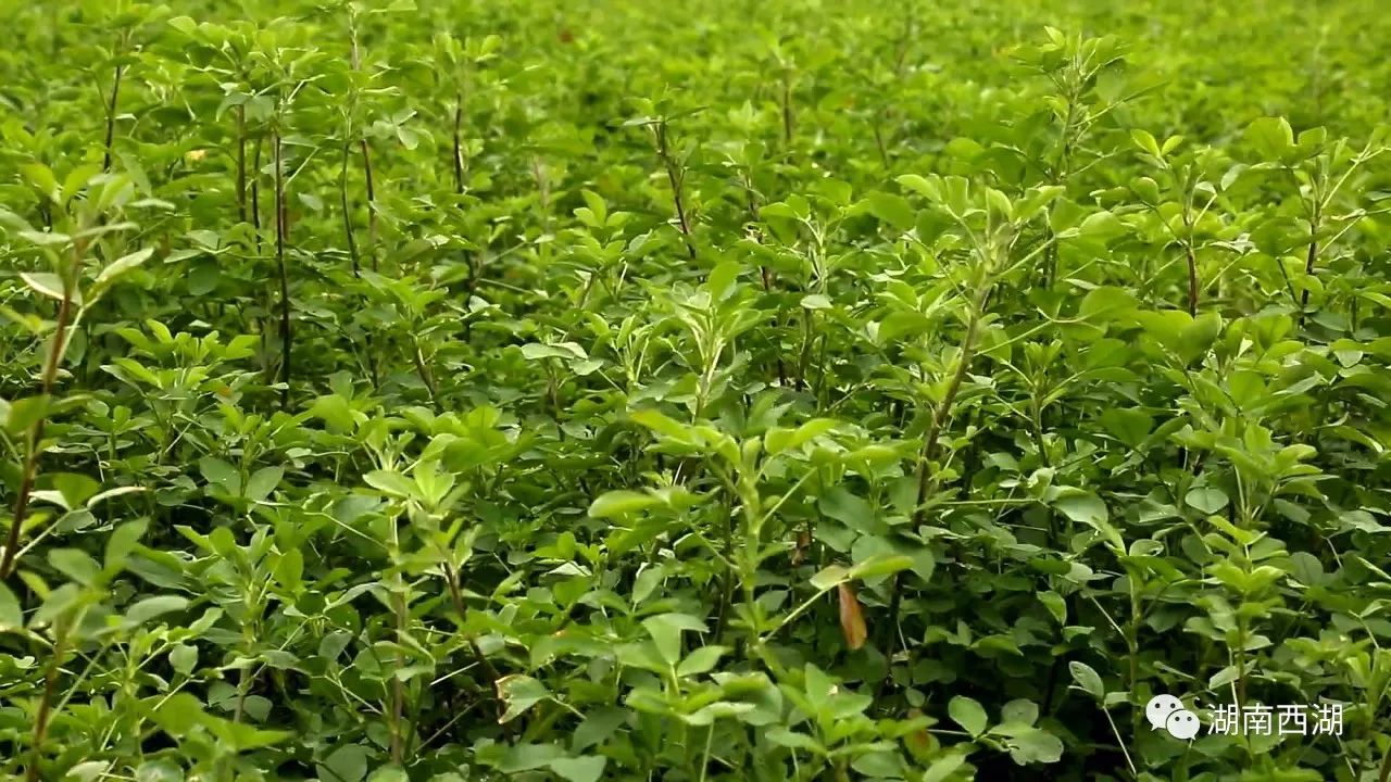 紫花苜蓿草种植海拔图片