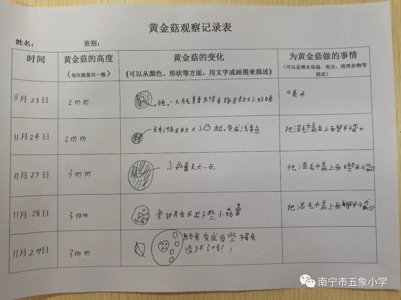 小蘑菇cv表图片