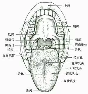 人的舌头会厌部图片图片