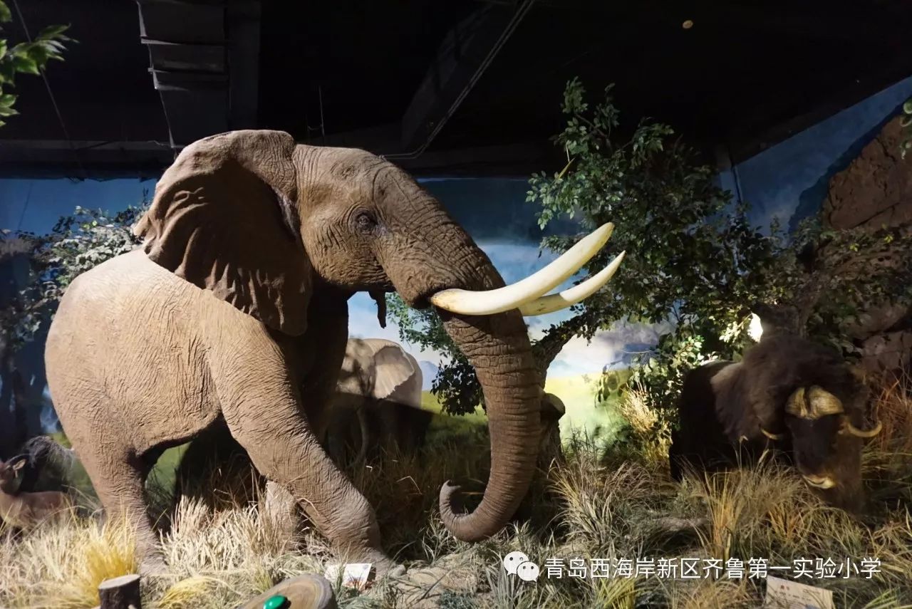 【齊小新聞】世界動物自然生態博物館的探索之旅--2016屆4班戶外拓展