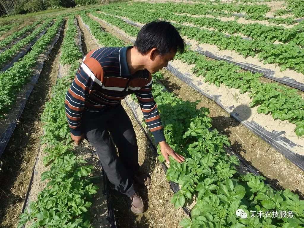 土豆发棵期图片图片