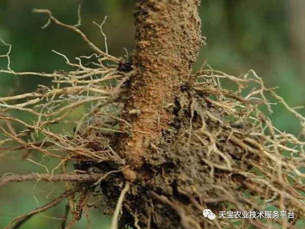 治療配方:硫酸鏈黴素/中生菌素/可殺得/噻菌銅 生根肽 em/cm預防配方