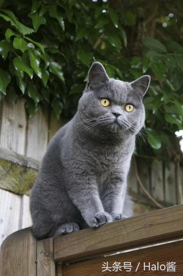 英国短毛猫毛色种类图片