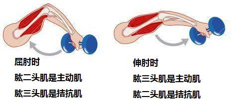 关节运动的肌肉-第2张图片-678体育知识