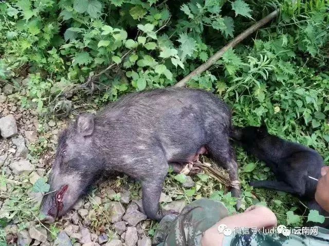 昭通永善黄华5个人被野猪咬警方提醒加强防范