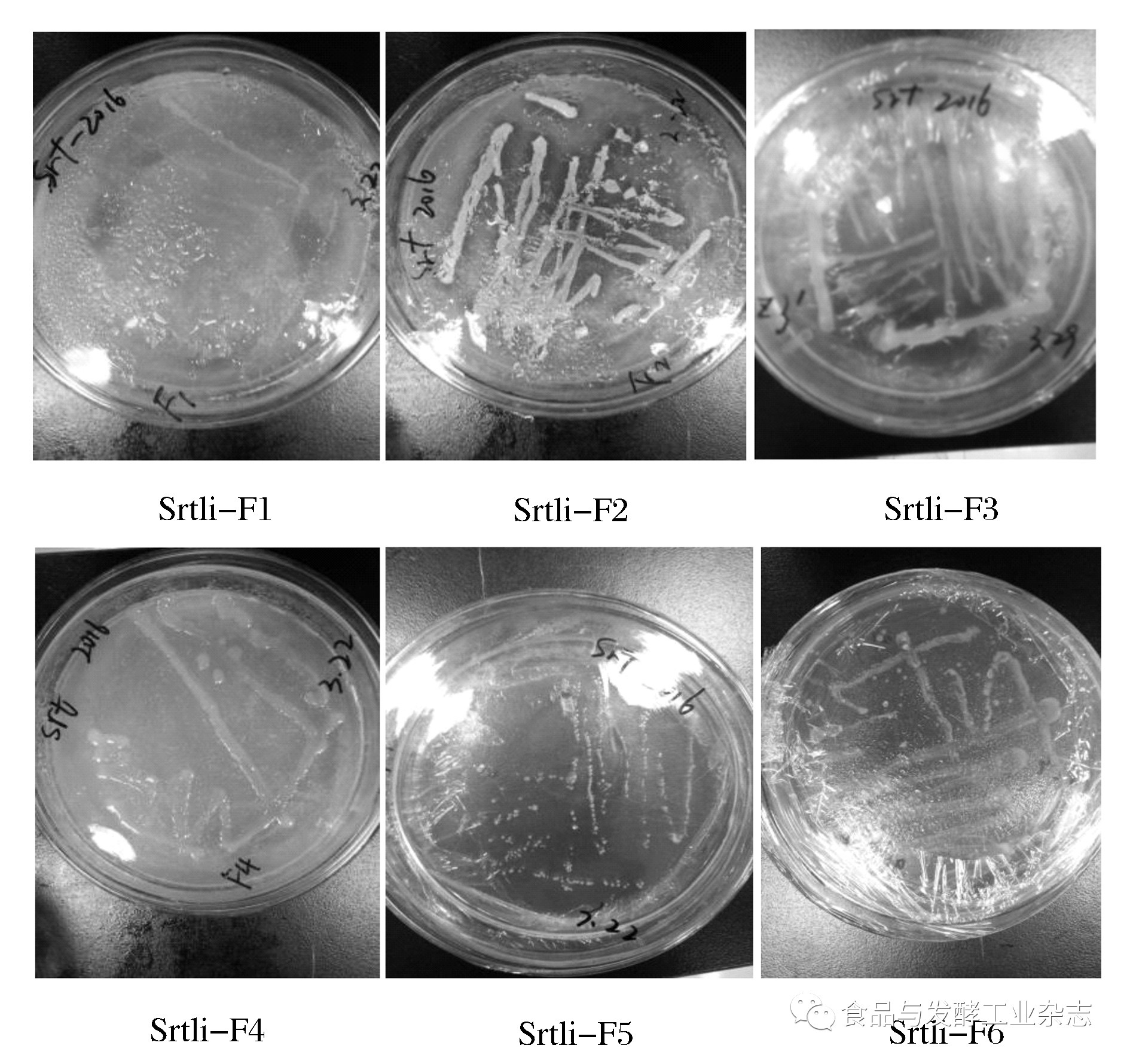 經牛肉膏蛋白腖培養基平板劃線純化後得到2個純的菌株srtli-f5和srtli
