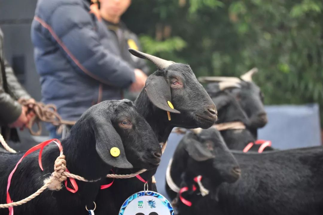 速度约起2017四川成都金堂黑山羊节盛大来袭全民共享羊肉宴