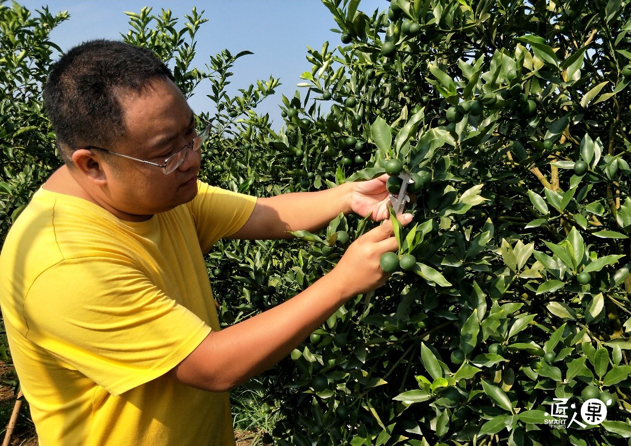 众人纷纷涌入融安,滑皮金桔受万人哄抢是为何?