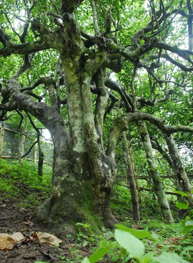 距今900多年的勐海南糯山人工栽培型茶樹王#▼02有世界上面積最茨的