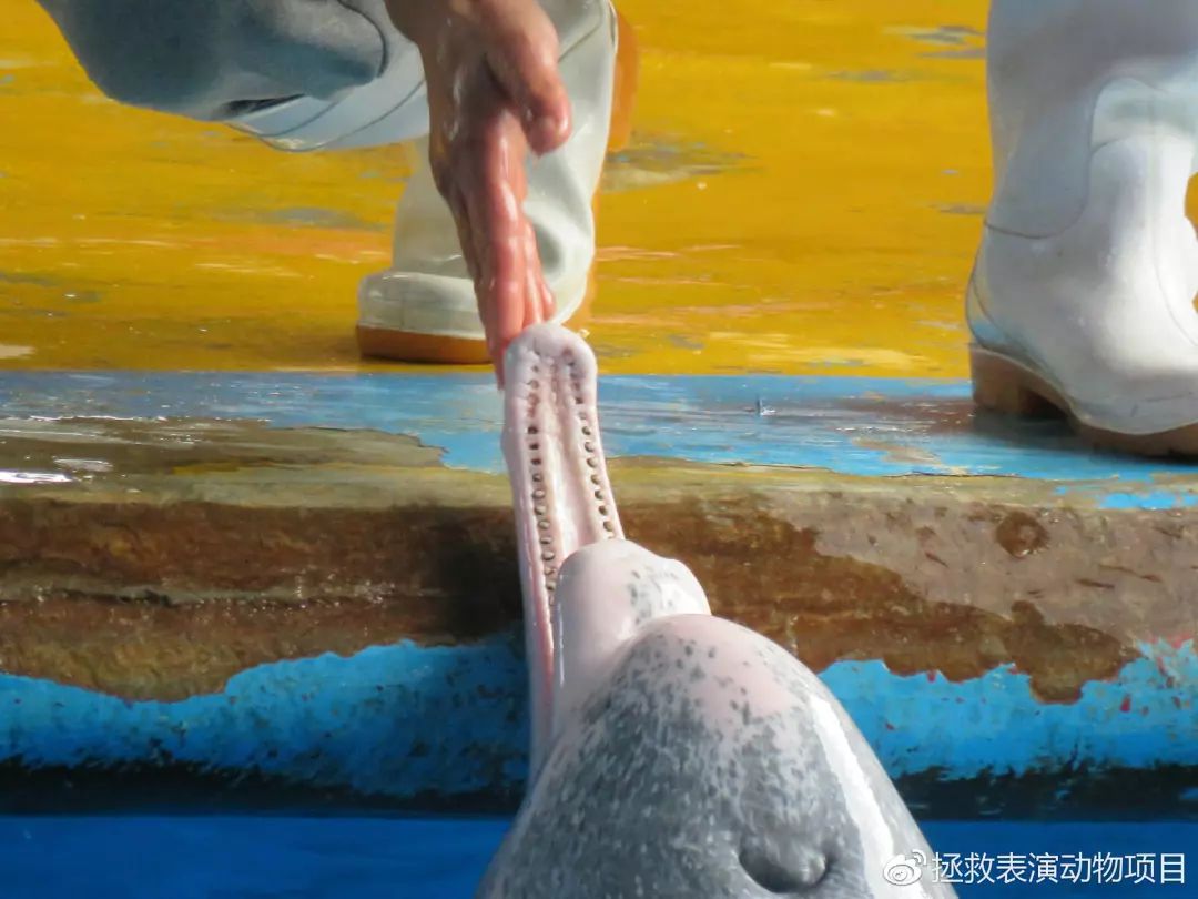 中华白海豚被广西动物园逼疯了,自残到嘴断掉!真相是
