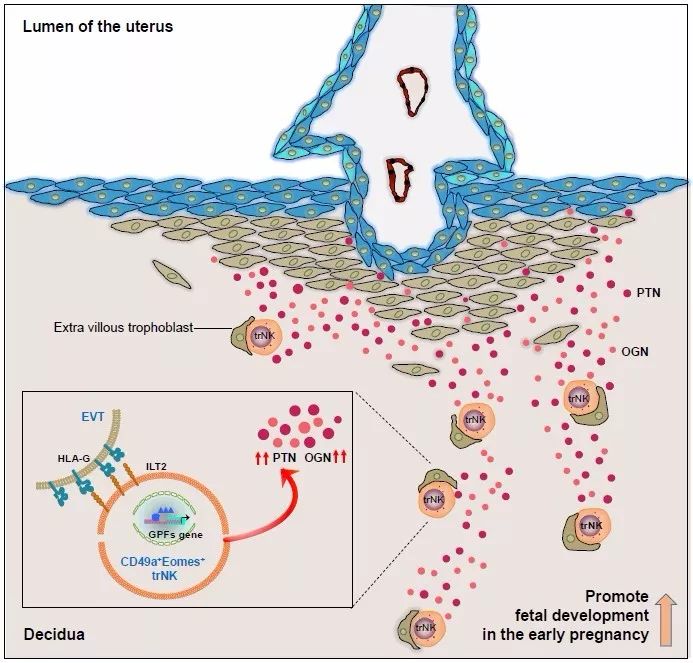 蜕膜nk细胞在妊娠早期通过分泌生长因子促进胚胎生长