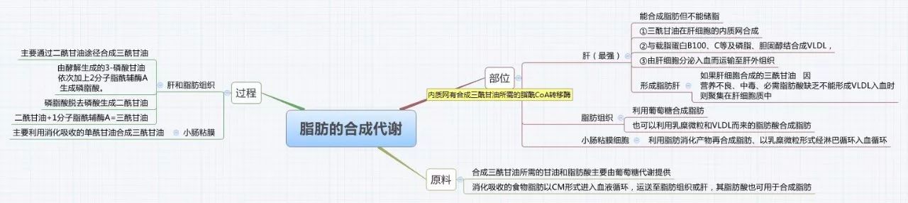 代謝△糖原的合成與分解△酶的調節△酶的抑制作用△酶反應動力學