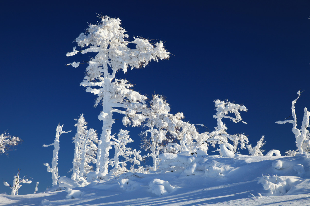 林海飘雪图片