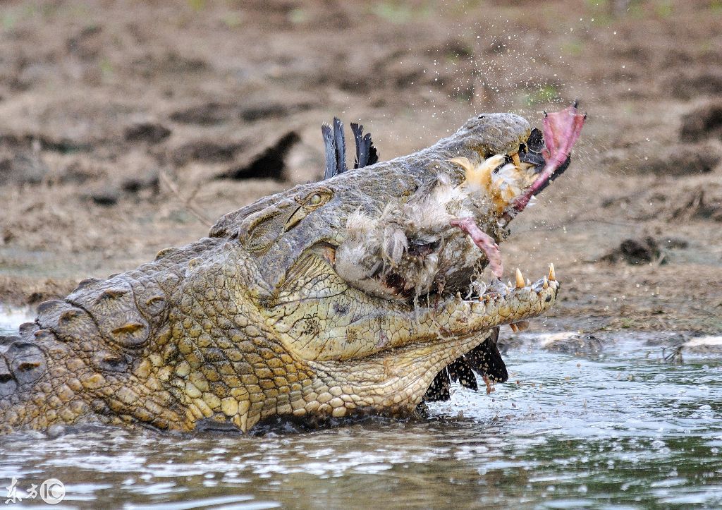南非:鳄鱼吃鹅全过程被摄影师拍下