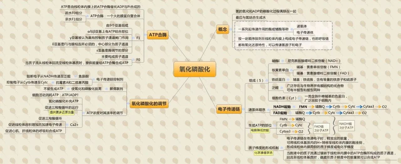 生物化學思維導圖集合