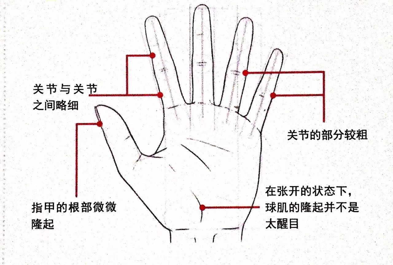 手指第一二三关节图图片