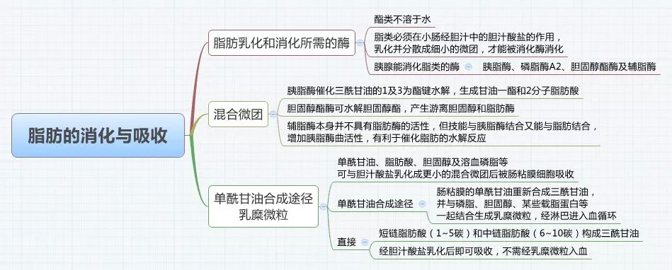 脂质思维导图图片