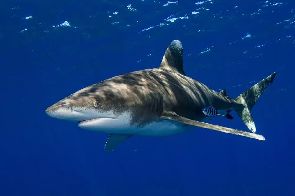 shark遠洋白鰭鯊oceanic whitetip shark牛鯊bull shark大白鯊great