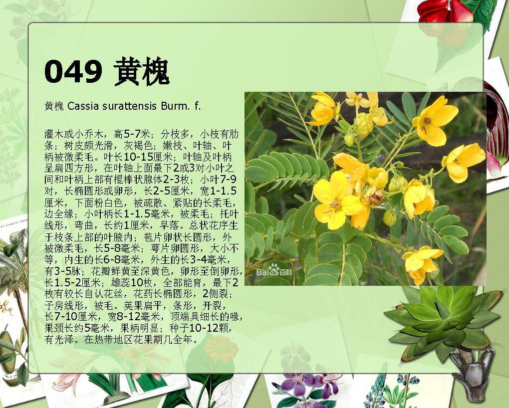 100种 · 常见园林植物图鉴