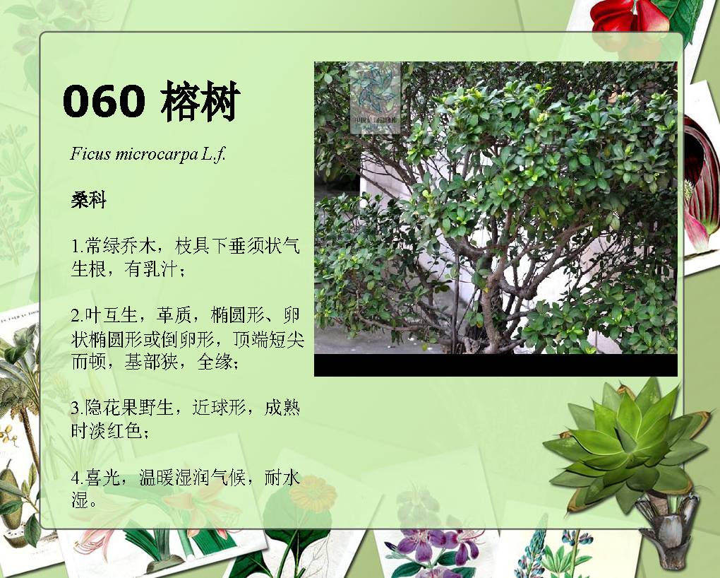 100種常見園林植物圖鑑