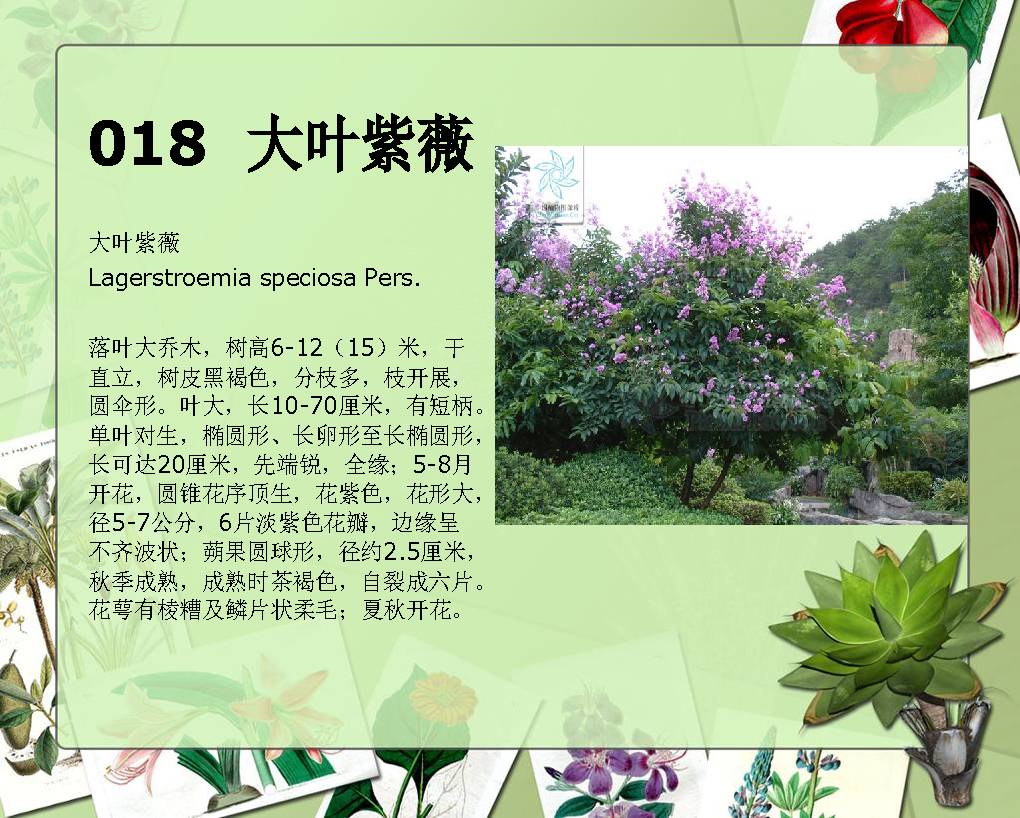 中国高等植物图鉴pdf图片