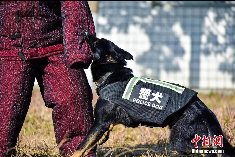 探访湖北十堰警犬基地 见识警犬"真功夫"