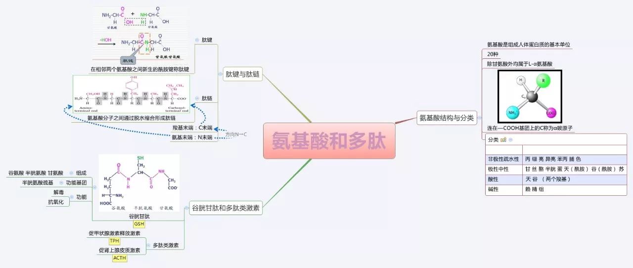 氨基酸和多肽△蛋白質結構與功能關係△蛋白質結構與功能關係△蛋白