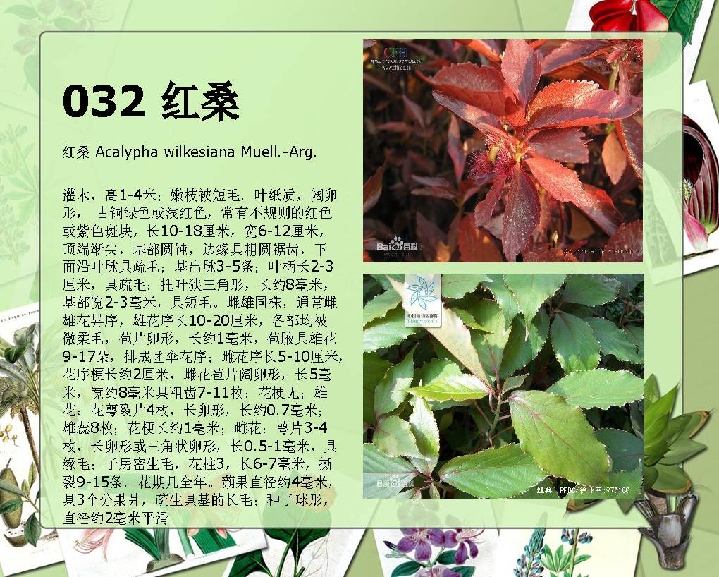 中国高等植物图鉴pdf图片