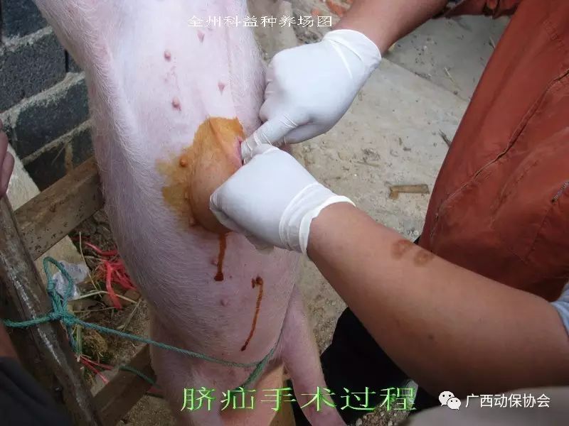 猪脐疝手术图解图片