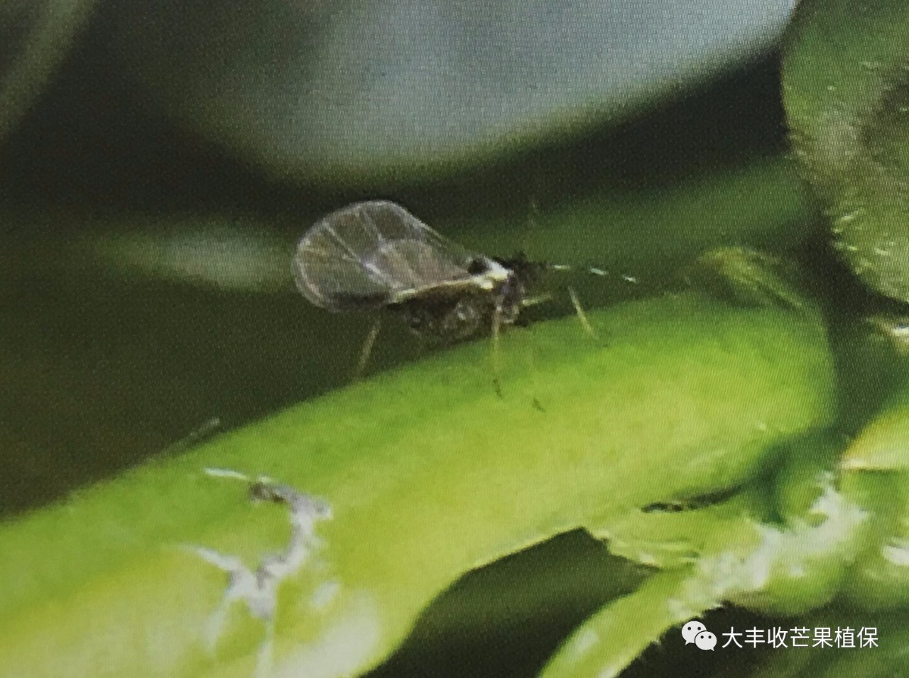 芒果花果期蚜虫没防好小心病虫害一起来袭