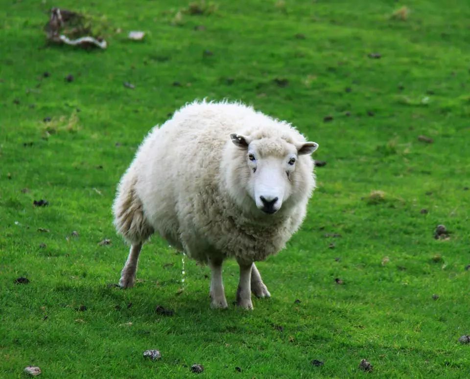 它越狱了,却成为新西兰的传奇羊
