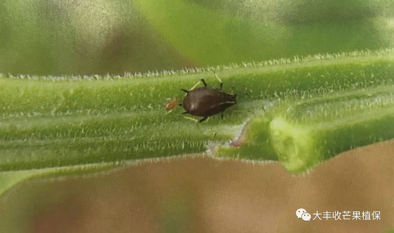 芒果花果期蚜虫没防好小心病虫害一起来袭