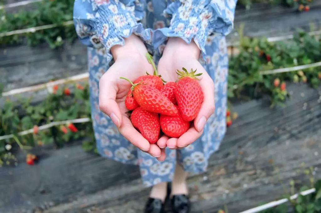 摘草莓(摘草莓图片)