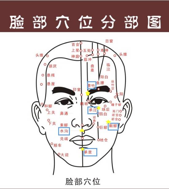 脸部结构分析图图片