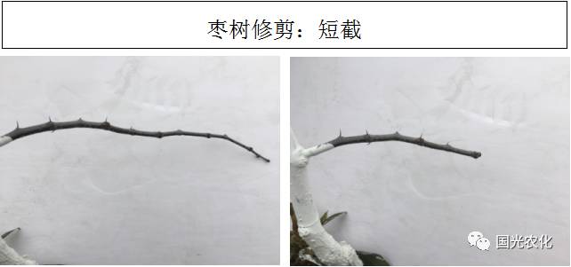 枣树剪枝怎么剪图示图片