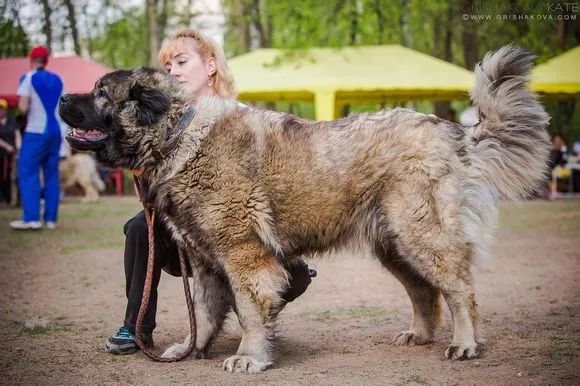 採訪高加索犬它來親口告訴你在世上經歷的一切苦辣酸甜