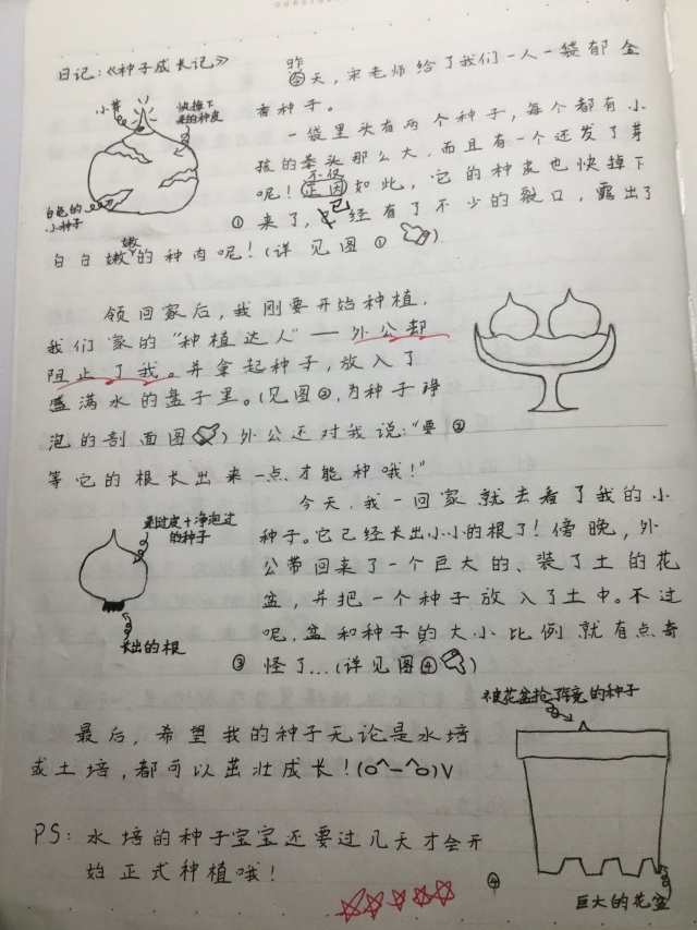 郁金香生长周期表图片