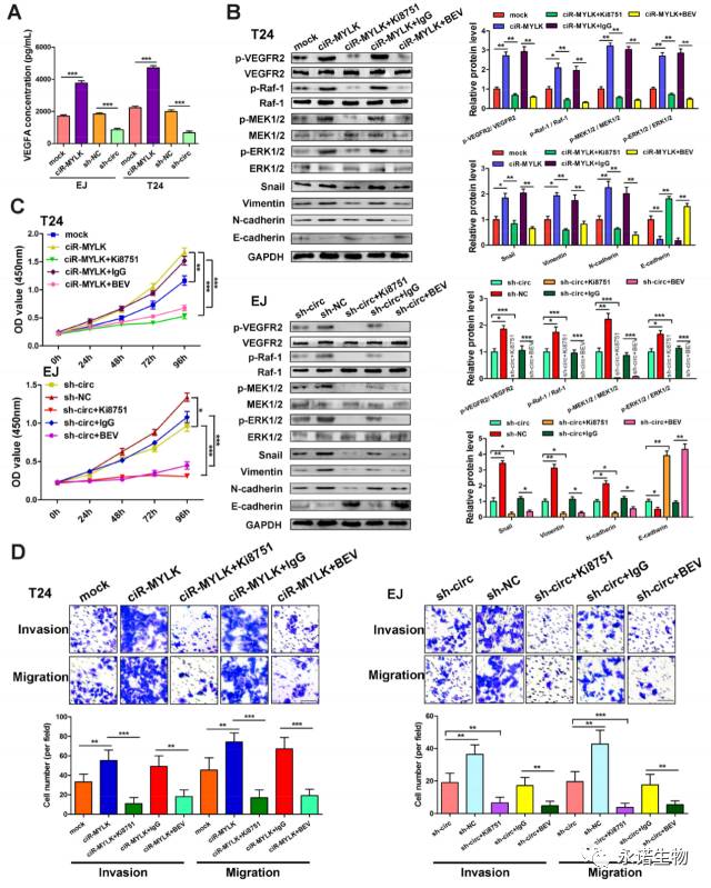 图7结果表明,上调circrna-mylk可以在ej和t24细
